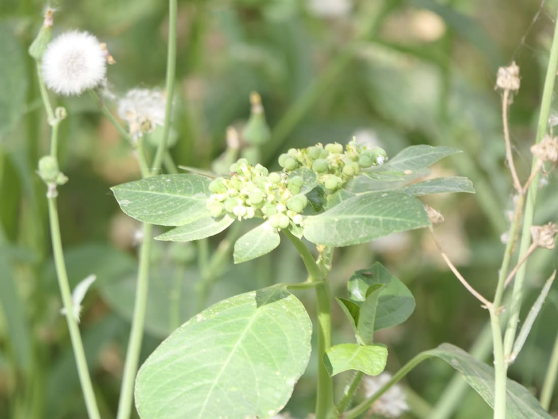 Painted spurge (Euphorbia heterophylla) photographed by Devendra Bhardwaj