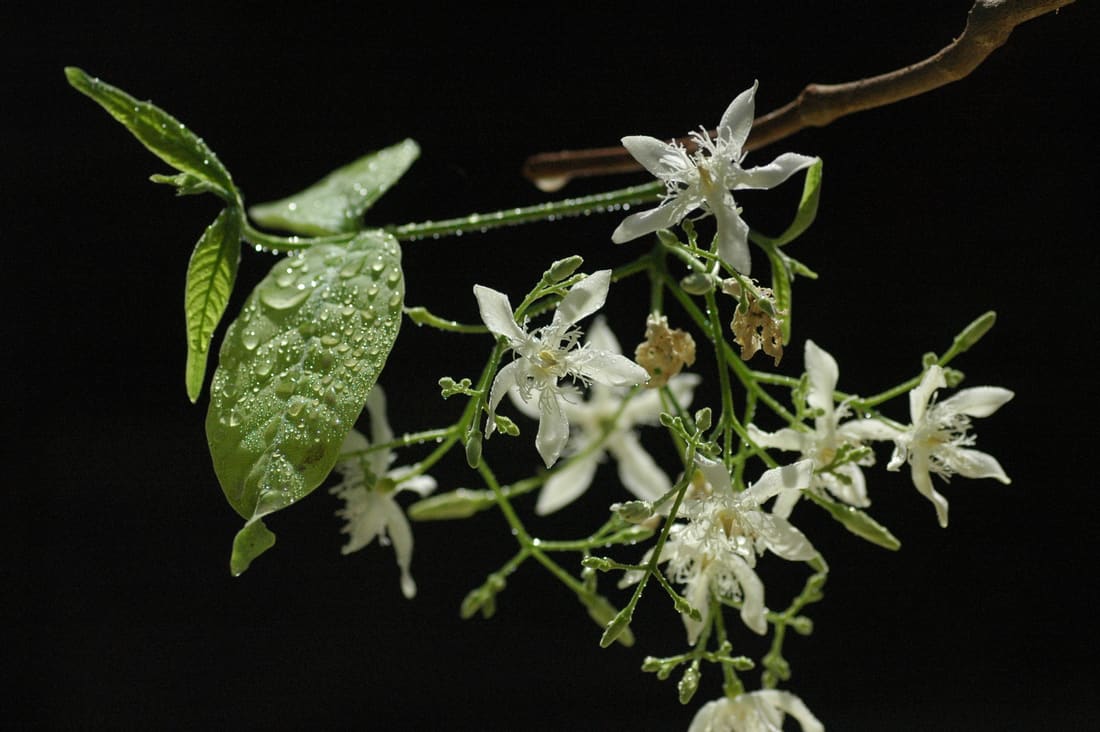 Pala indigo plant (Wrightia tinctoria) photographed by Devendra Bhardwaj