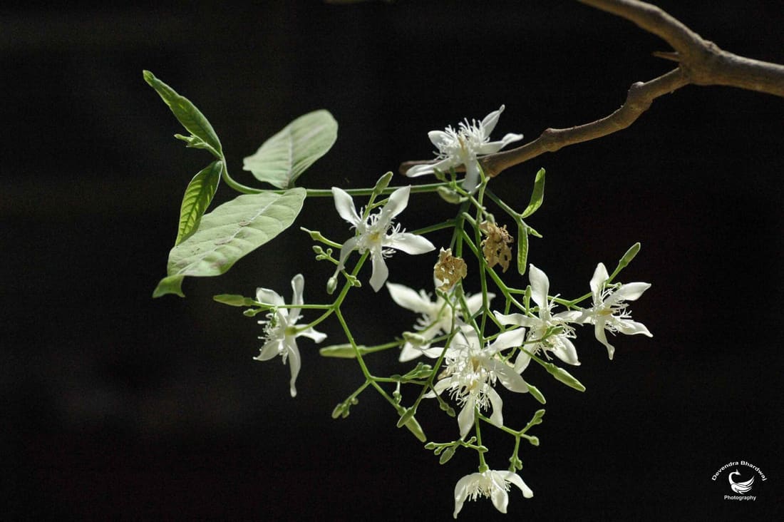 Pala indigo plant (Wrightia tinctoria) photographed by Devendra Bhardwaj