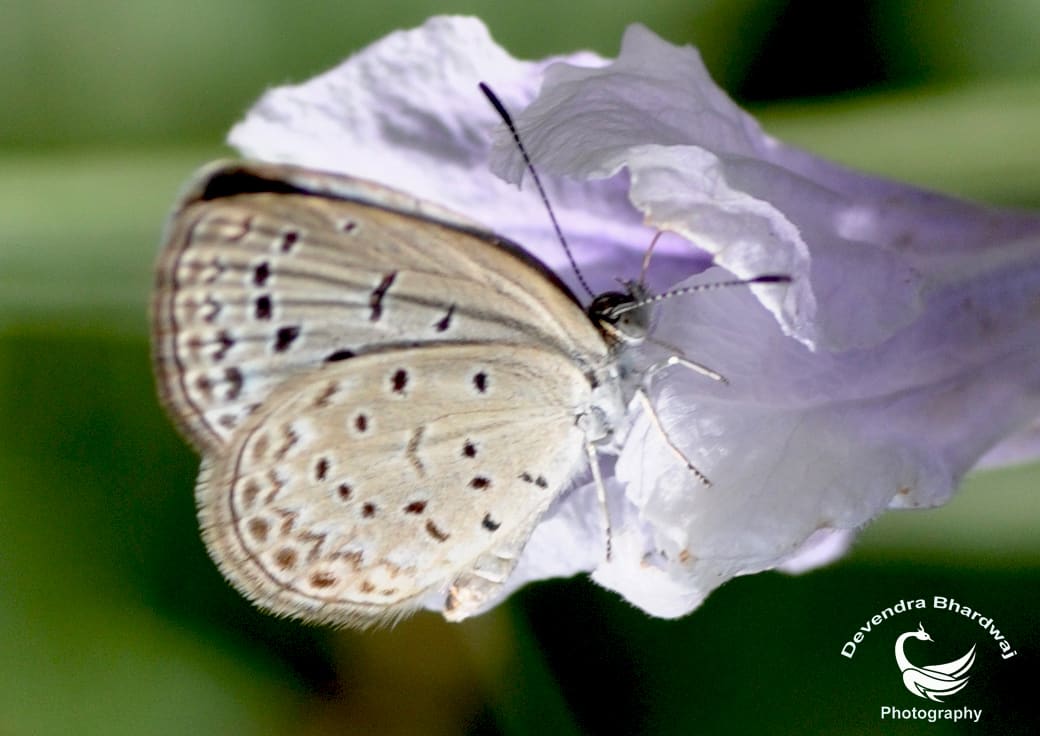 Pale Grass Blue (Pseudozizeeria maha) photographed by Devendra Bhardwaj