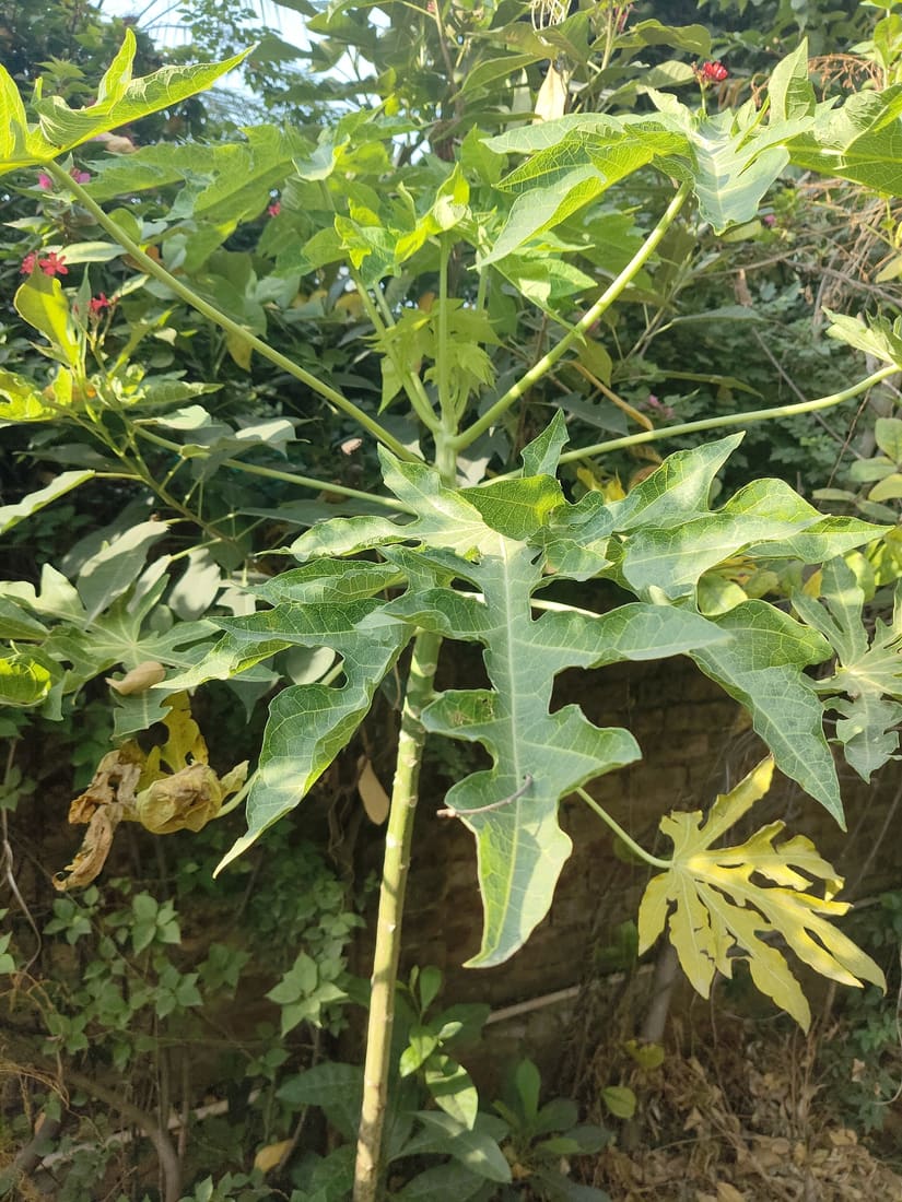 Papaya (Carica papaya) photographed by Devendra Bhardwaj