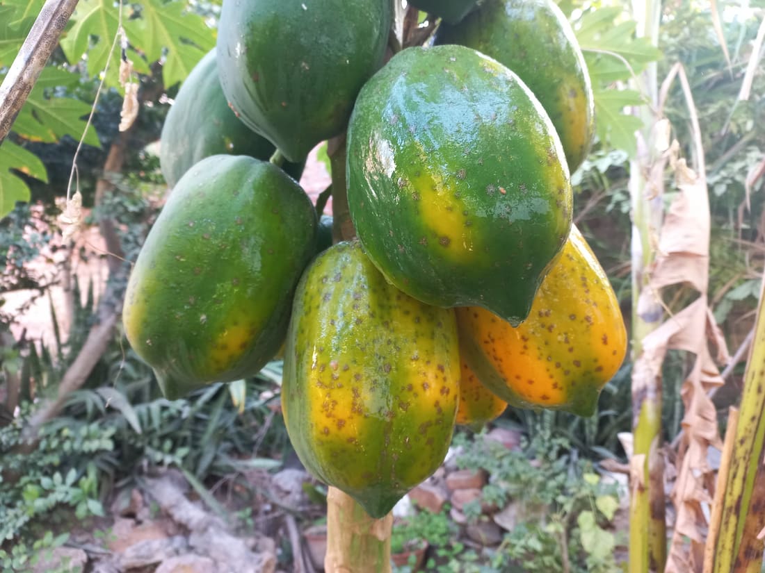 Papaya (Carica papaya) photographed by Devendra Bhardwaj