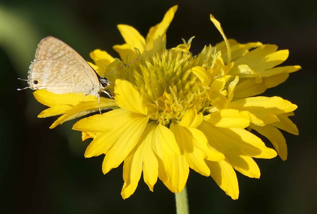 Pea Blue (Lampides boeticus) photographed by Devendra Bhardwaj
