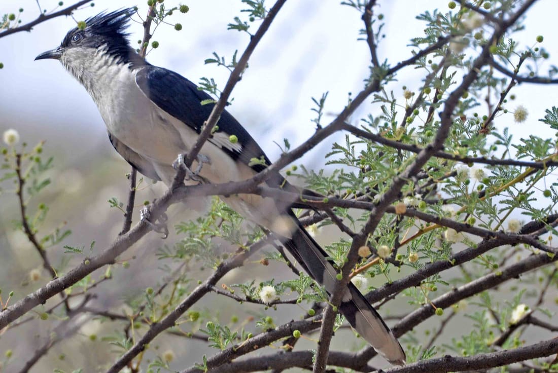 Pied Cuckoo (Clamator jacobinus) photographed by Devendra Bhardwaj