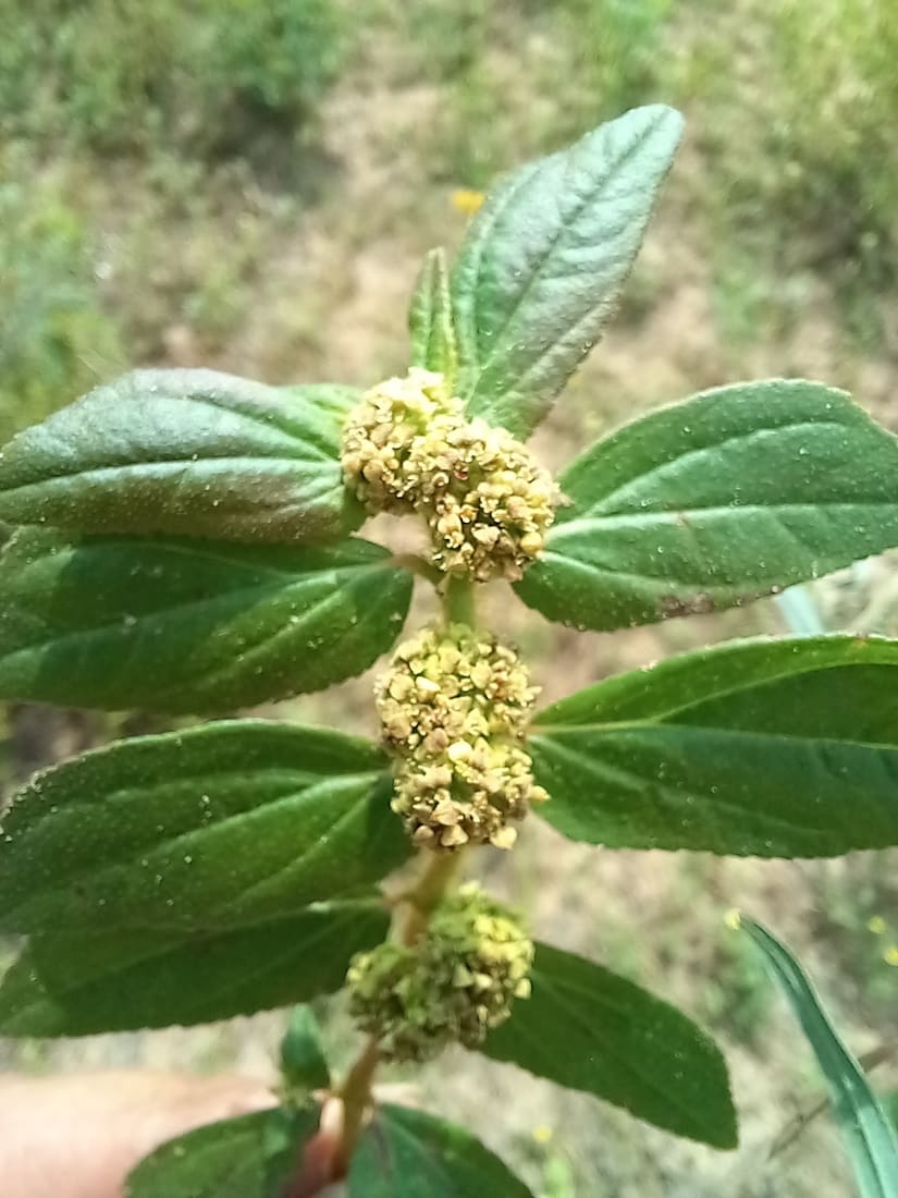 Pill-bearing spurge (Euphorbia hirta) photographed by Devendra Bhardwaj