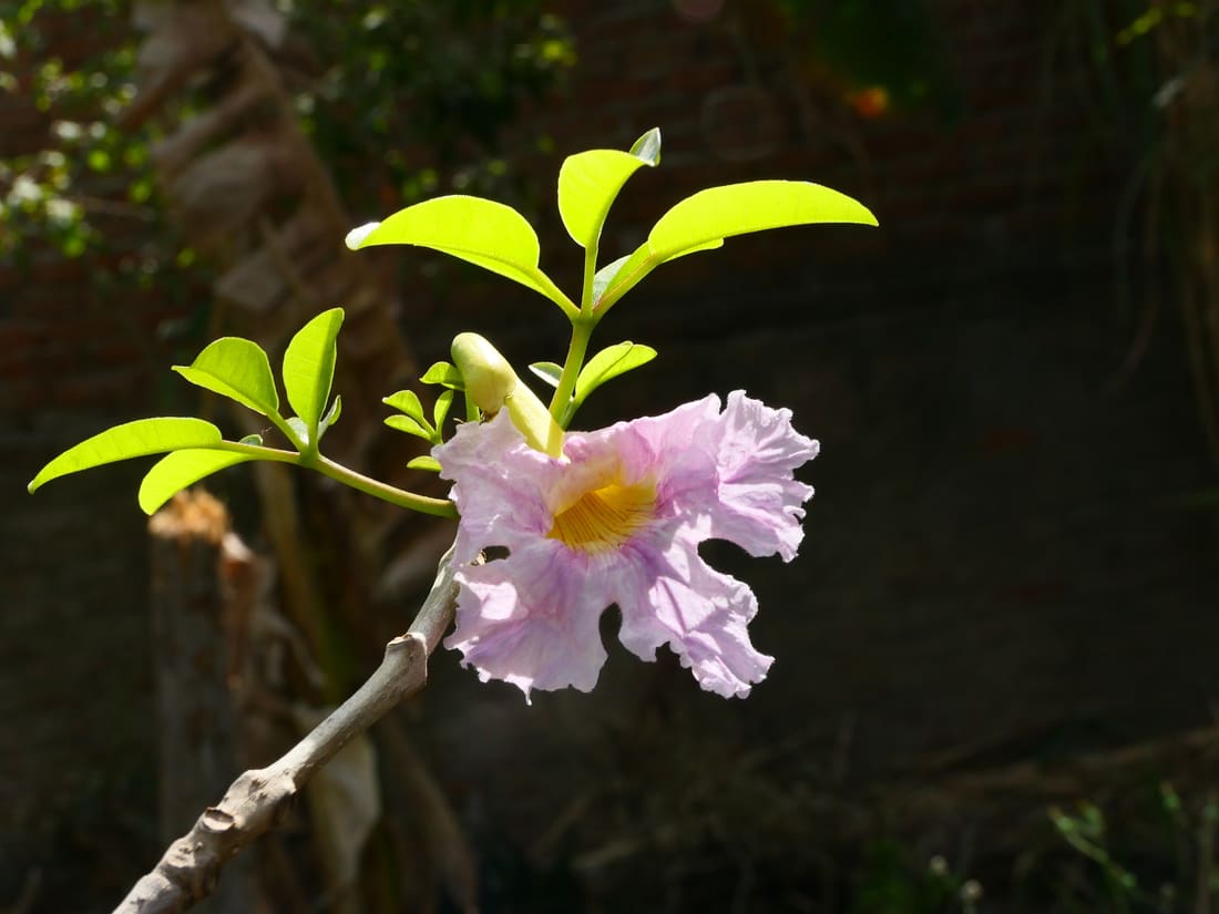 Pink Trumpet-tree (Tabebuia heterophylla) photographed by Devendra Bhardwaj