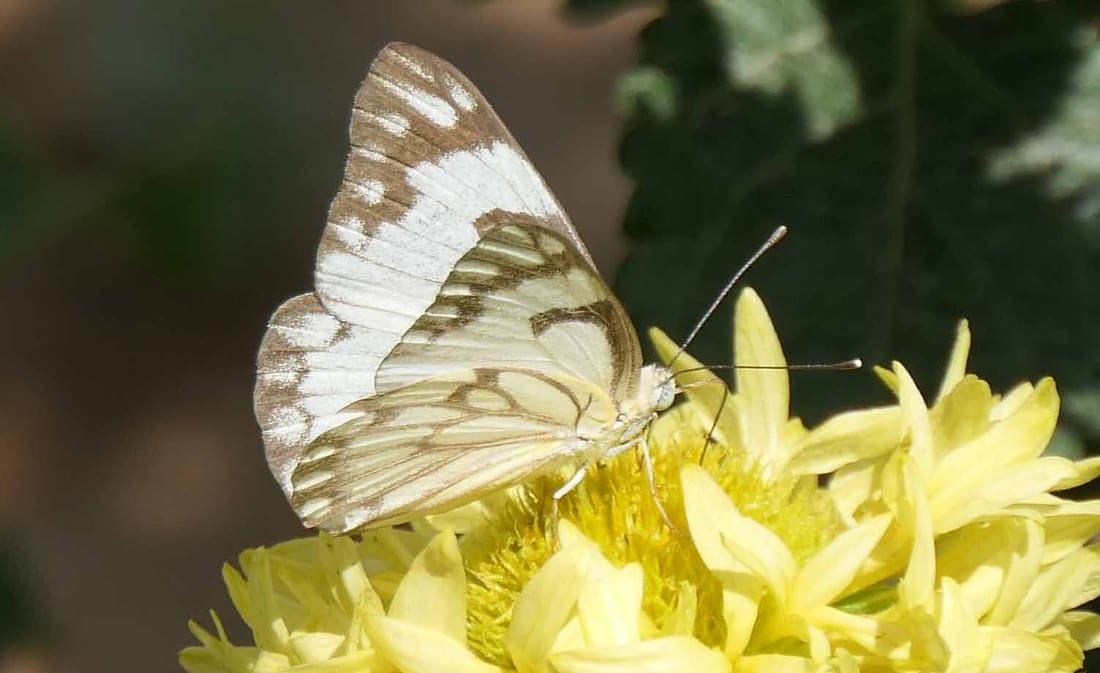 Pioneer (Belenois aurota) photographed by Devendra Bhardwaj