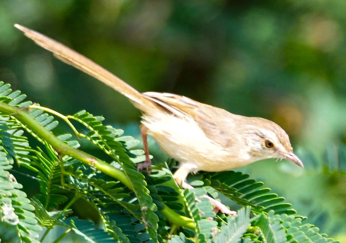 Plain Prinia (Prinia inornata) photographed by Devendra Bhardwaj