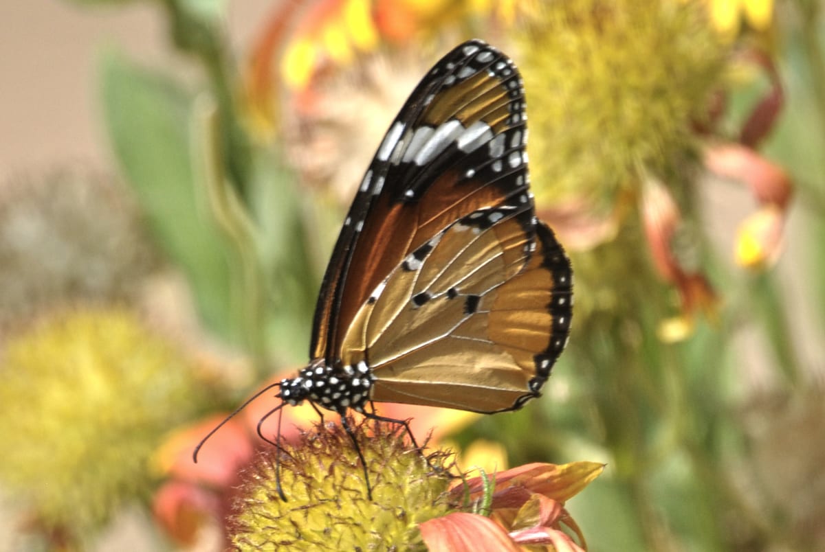 A plain tiger butterfly with orange wings edged in black and white feeding on a flower
