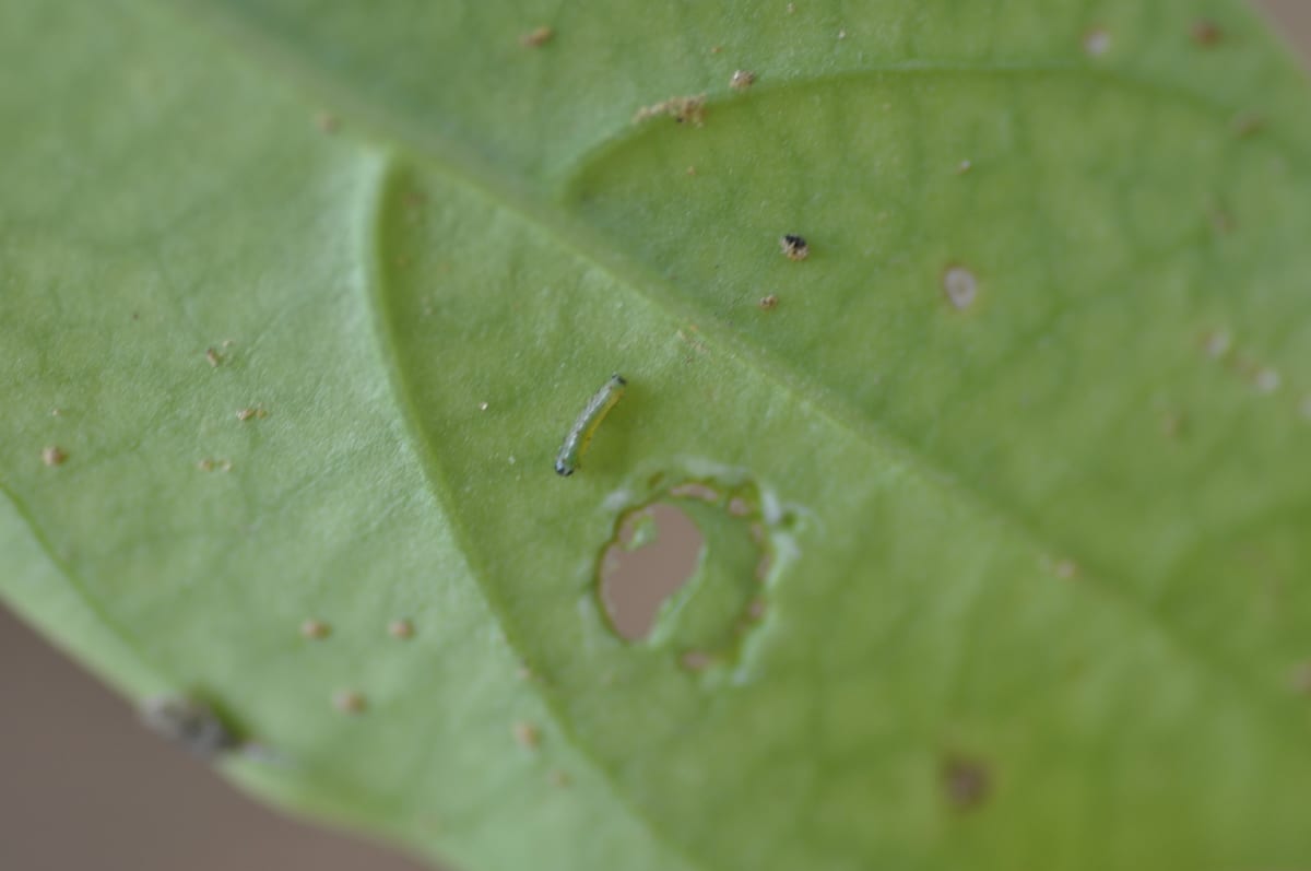 A close view of a green leaf with a small hole and a curved groove cut into it