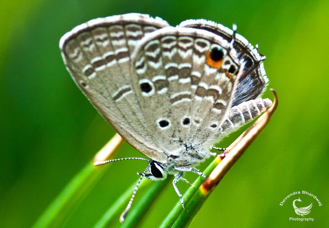 Plains Cupid (Luthrodes pandava) photographed by Devendra Bhardwaj
