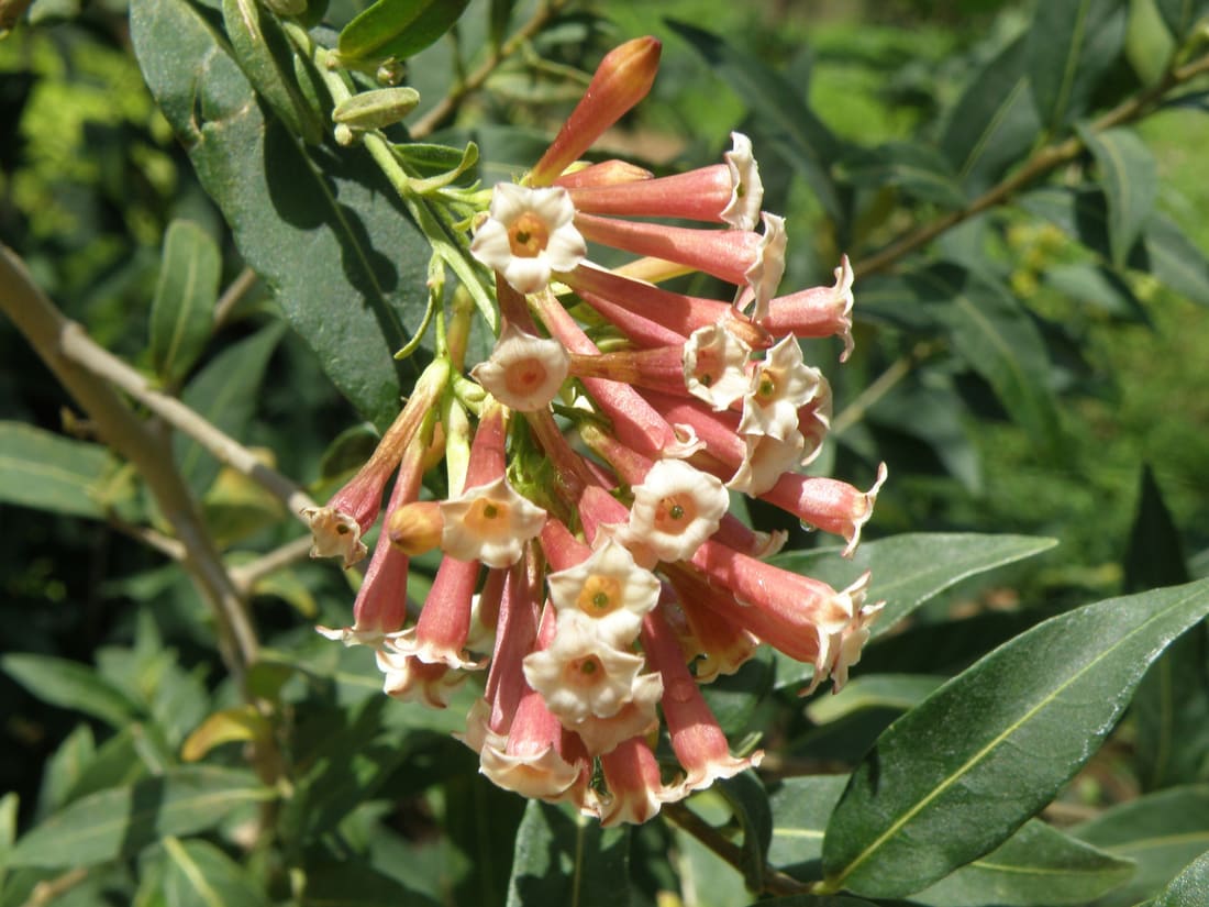 Purple cestrum (Cestrum elegans) photographed by Devendra Bhardwaj