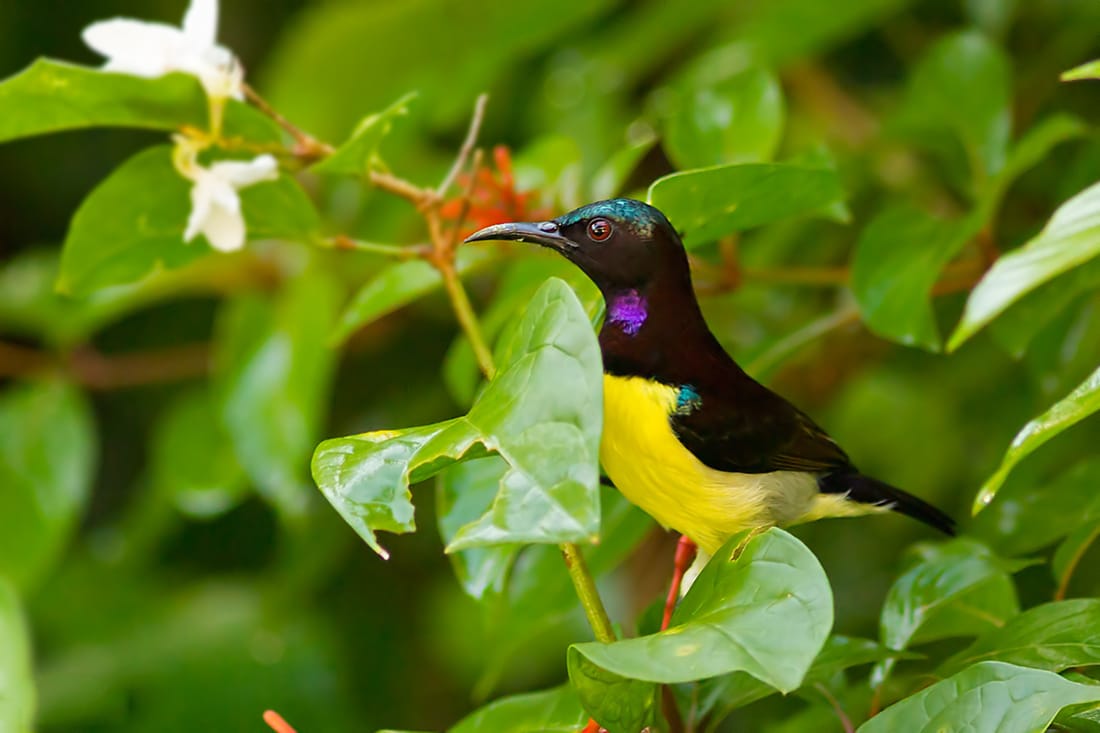 Purple-rumped sunbird (Leptocoma zeylonica)