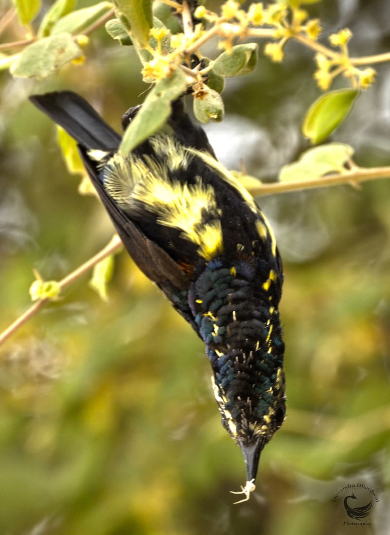 Purple Sunbird (Cinnyris asiaticus) photographed by Devendra Bhardwaj