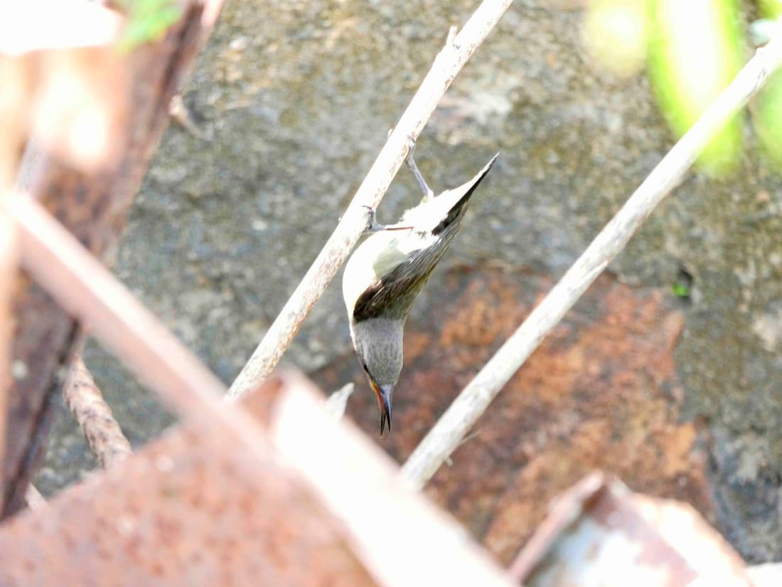 Purple Sunbird (Cinnyris asiaticus) photographed by Devendra Bhardwaj