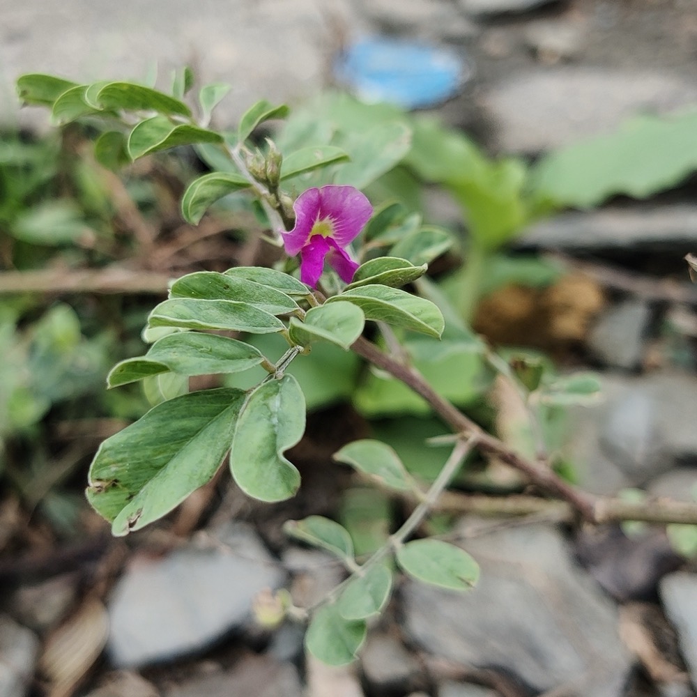 A purple tephrosia branch with small rounded leaves and one magenta pea-shaped flower