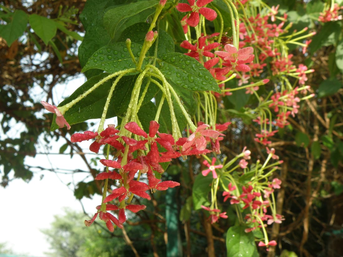 Rangoon Creeper (Combretum indicum) photographed by Devendra Bhardwaj