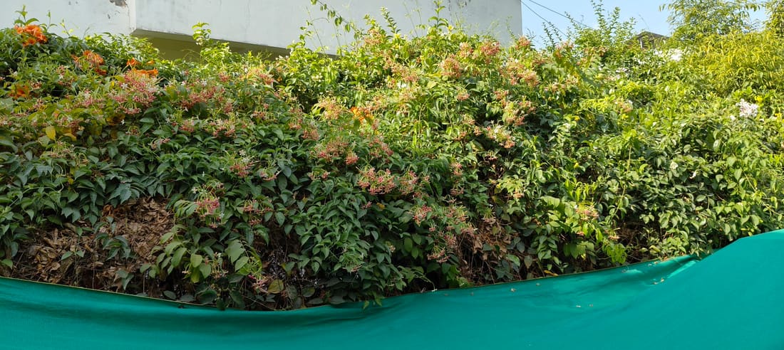 Rangoon Creeper (Combretum indicum) photographed by Devendra Bhardwaj