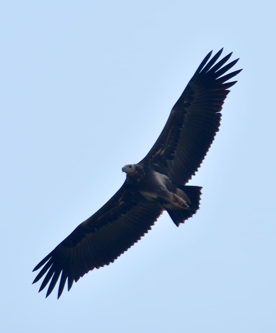 Red-headed Vulture (Sarcogyps calvus) photographed by Devendra Bhardwaj