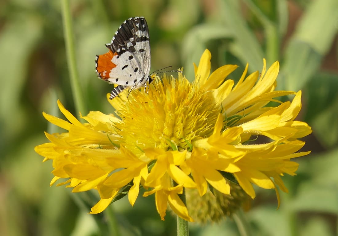 Red Pierrot (Talicada nyseus) photographed by Devendra Bhardwaj