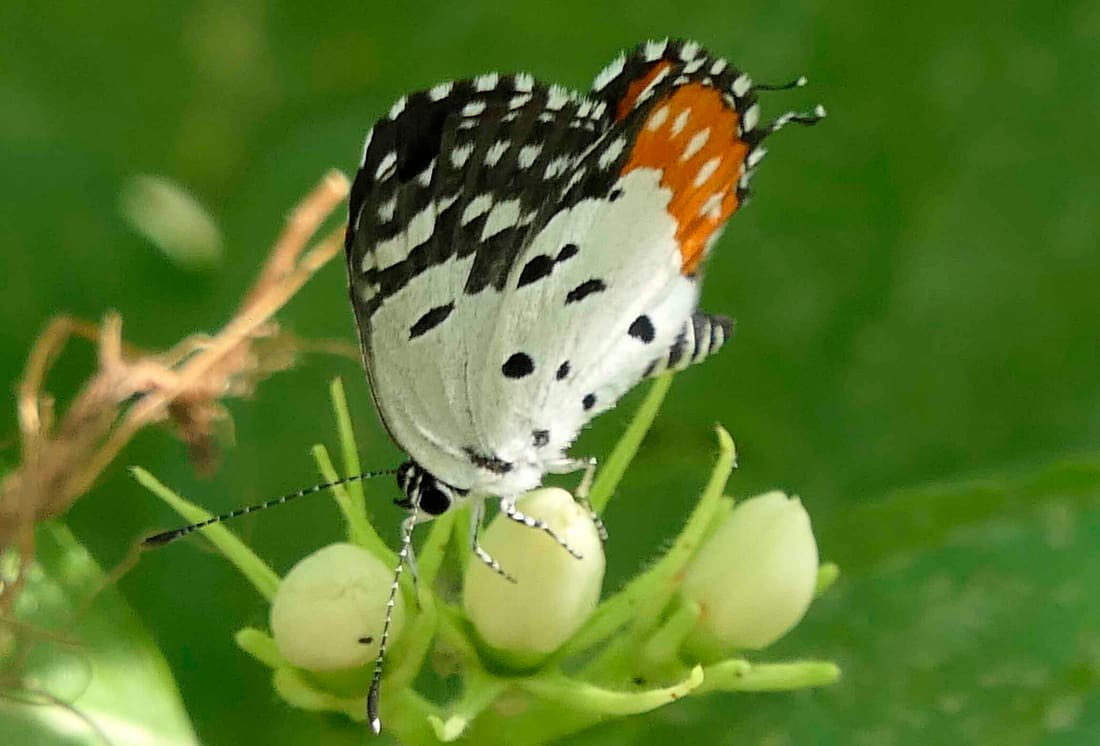 Red Pierrot (Talicada nyseus) photographed by Devendra Bhardwaj
