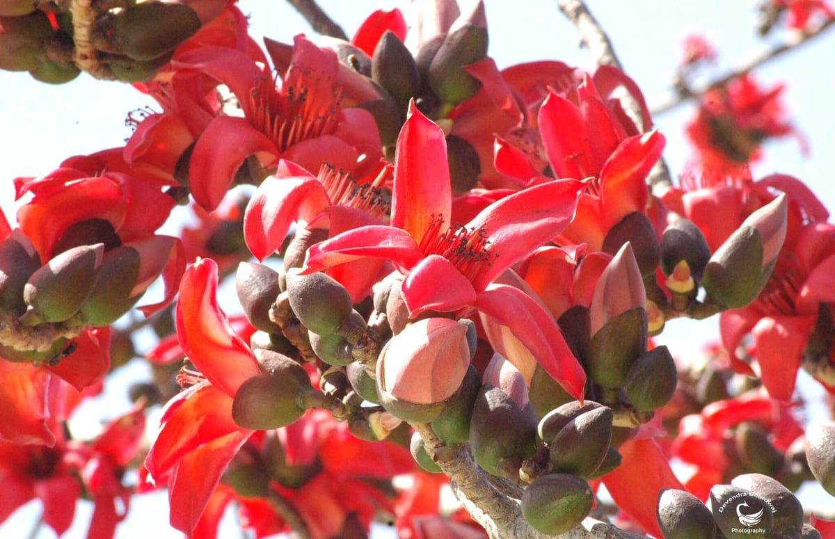 A dense cluster of bright red silk cotton flowers and dark buds against the sky