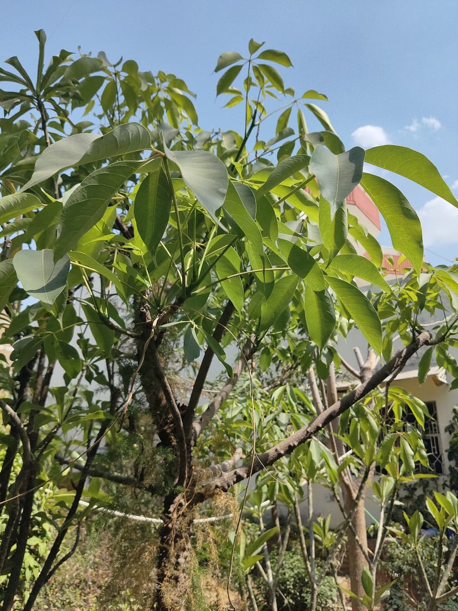 A silk cotton tree with large hand-shaped leaves seen from below against the sky