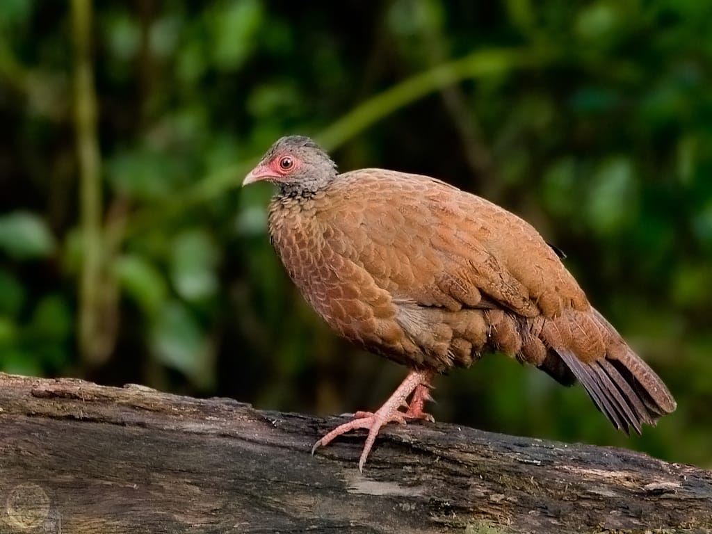 Red spurfowl (Galloperdix spadicea)