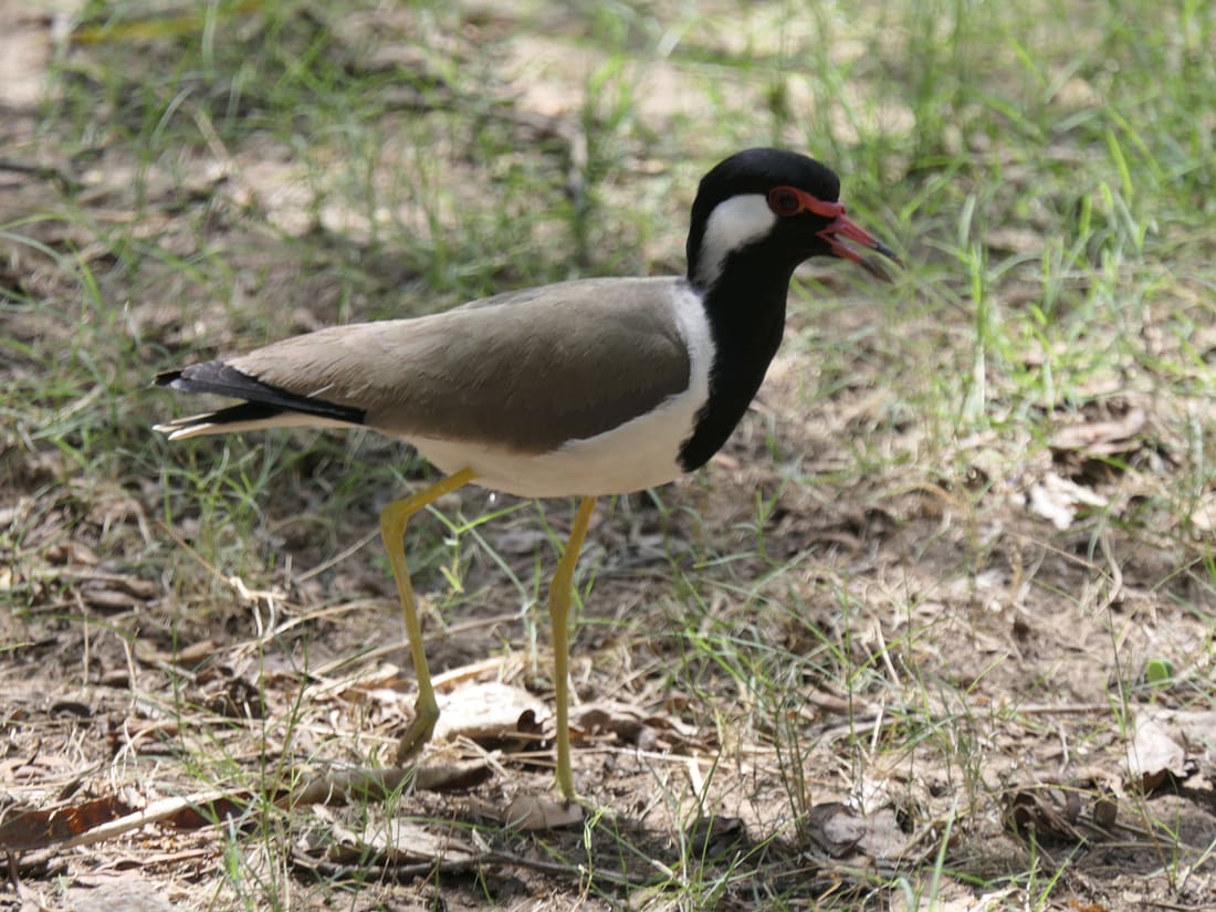 Red-wattled Lapwing (Vanellus indicus) photographed by Devendra Bhardwaj