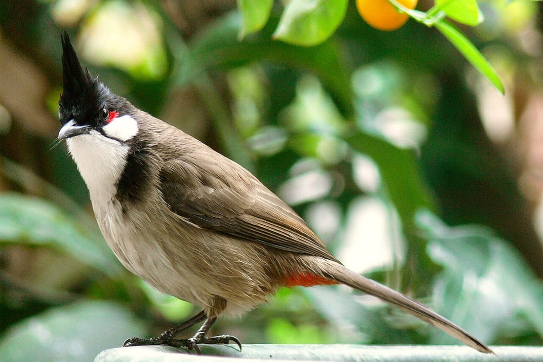 Red-whiskered bulbul (Pycnonotus jocosus)