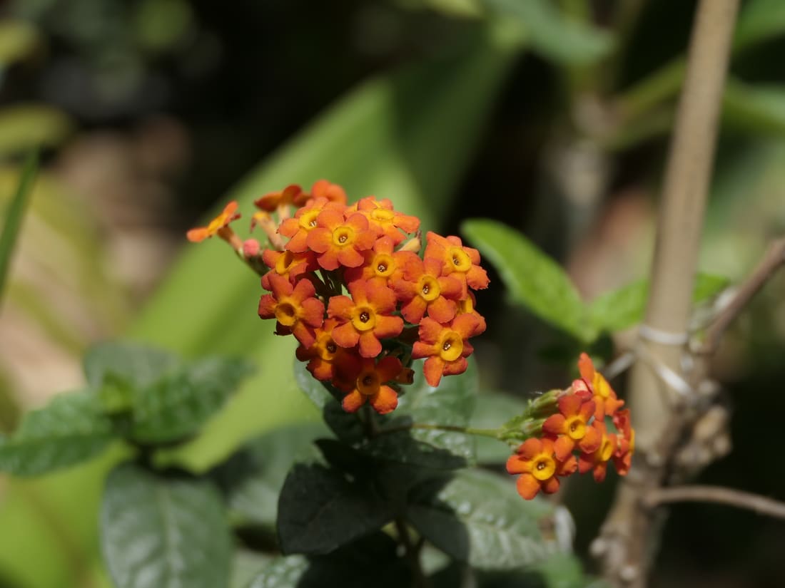 Rondeletia odorata (Rondeletia odorata) photographed by Devendra Bhardwaj