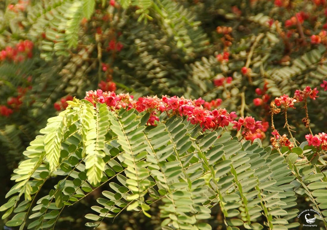 Roxburgh's Cassia (Cassia roxburghii) photographed by Devendra Bhardwaj