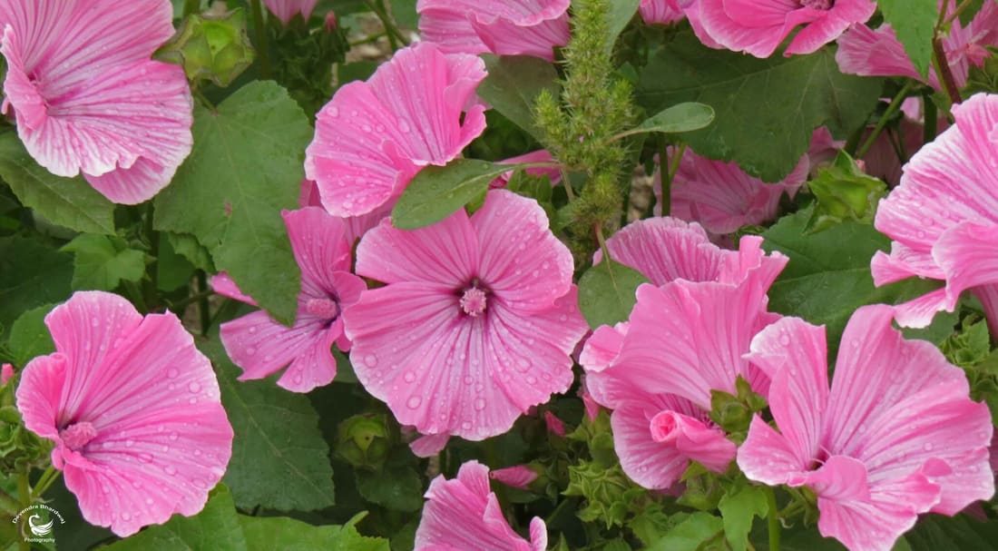 Royal Mallow (Malva trimestris) photographed by Devendra Bhardwaj