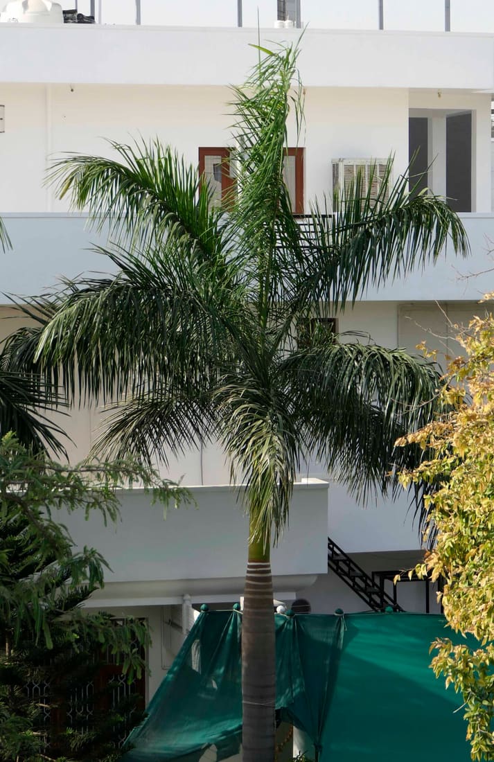 Royal Palm (Roystonea regia) photographed by Devendra Bhardwaj