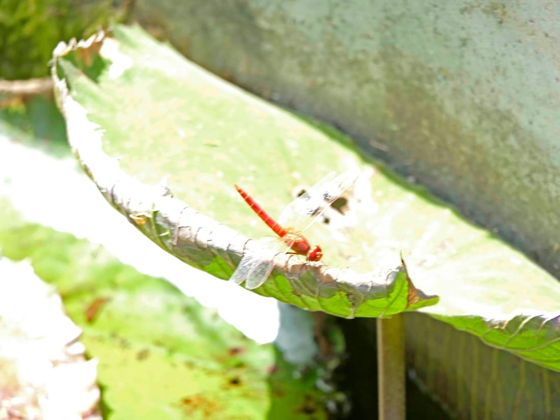 Ruddy Marsh Skimmer (Crocothemis servilia) photographed by Devendra Bhardwaj