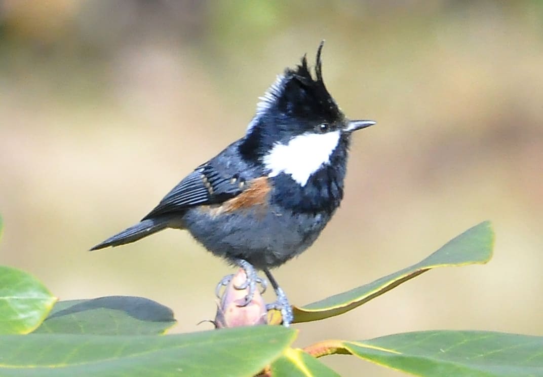 Rufous-vented Tit (Periparus rubidiventris) photographed by Devendra Bhardwaj
