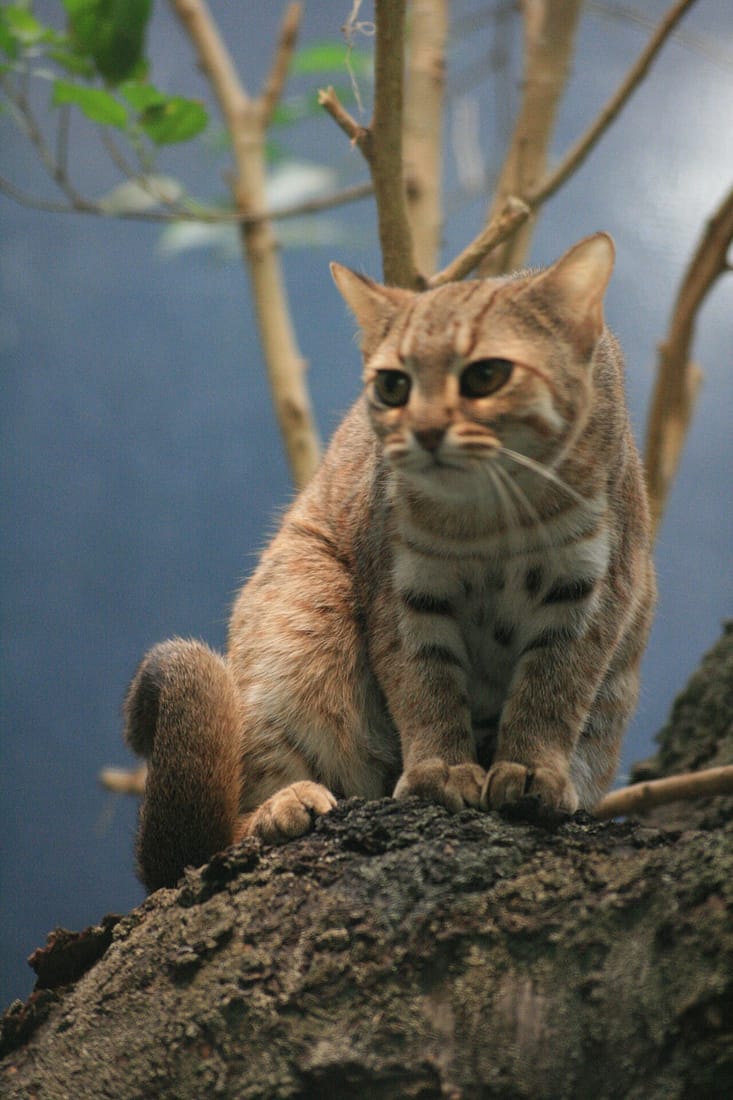 Rusty-spotted cat (Prionailurus rubiginosus)