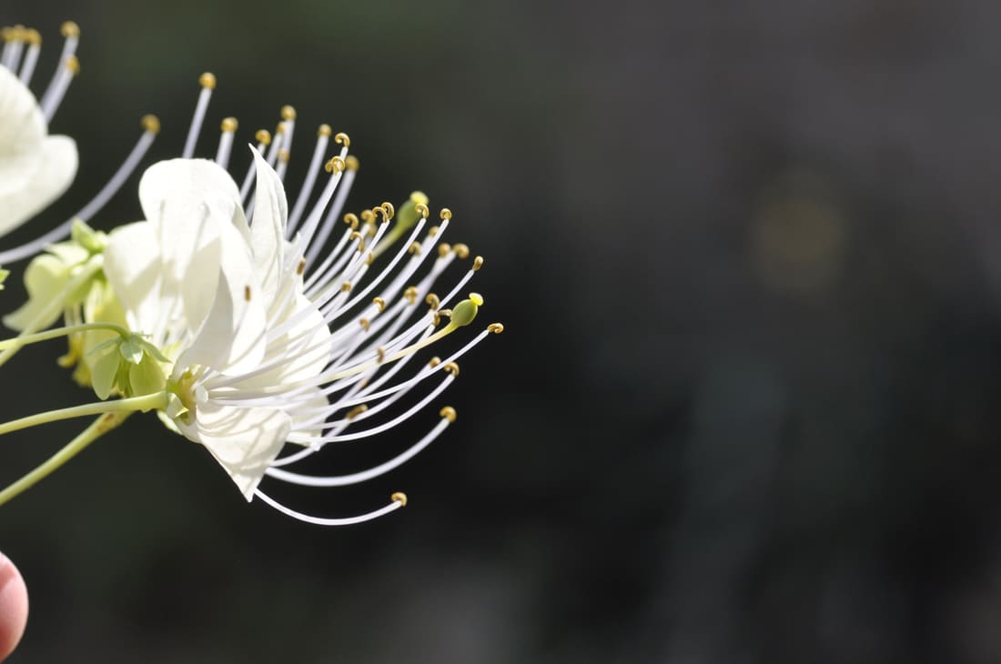 Sacred Garlic Pear (Crateva adansonii) photographed by Devendra Bhardwaj