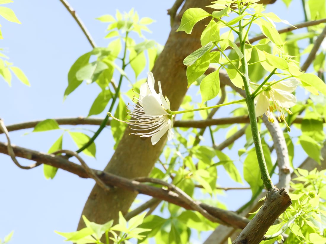 Sacred Garlic Pear (Crateva adansonii) photographed by Devendra Bhardwaj