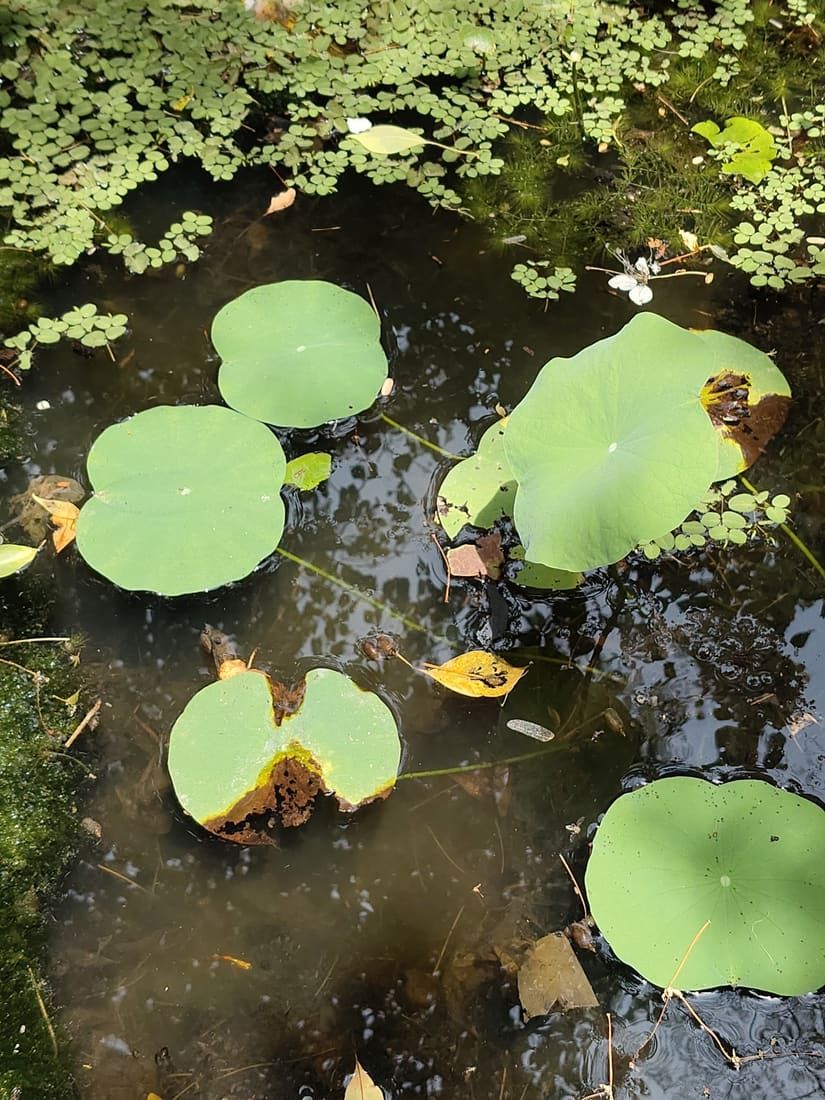 Sacred Lotus (Nelumbo nucifera) photographed by Devendra Bhardwaj