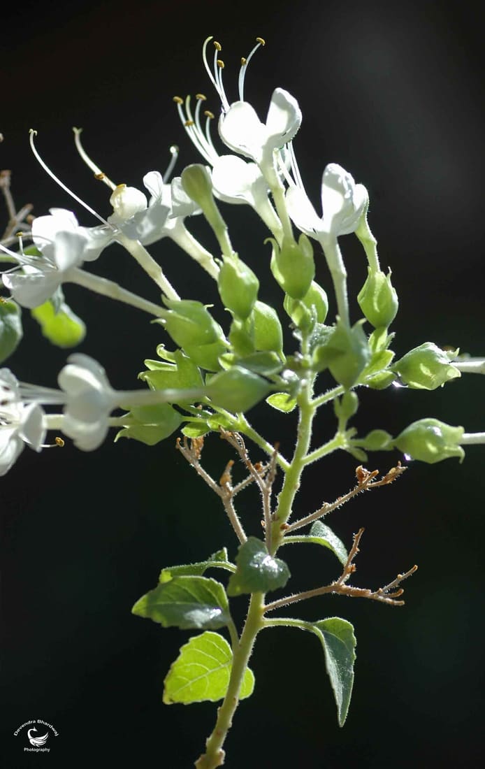Sage glorybower (Clerodendrum phlomidis) photographed by Devendra Bhardwaj