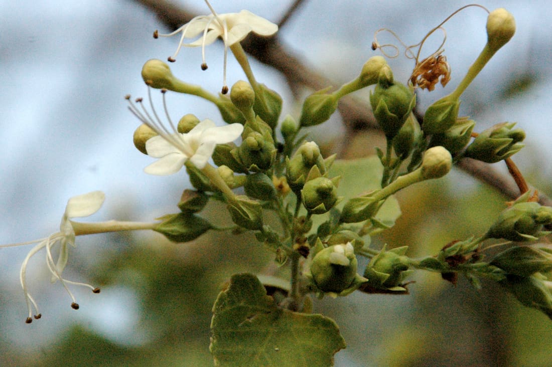 Sage glorybower (Clerodendrum phlomidis) photographed by Devendra Bhardwaj
