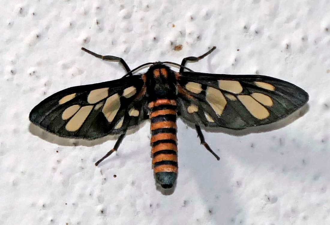 Sandalwood defoliator (Amata passalis) photographed by Devendra Bhardwaj