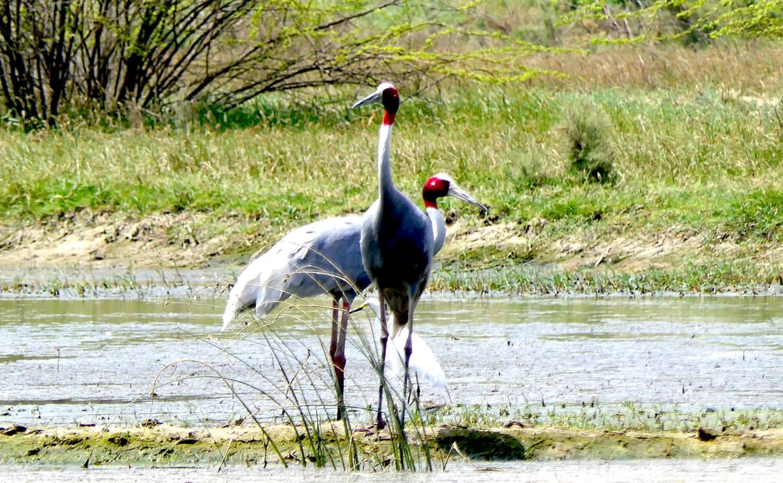 Sarus Crane (Antigone antigone) photographed by Devendra Bhardwaj