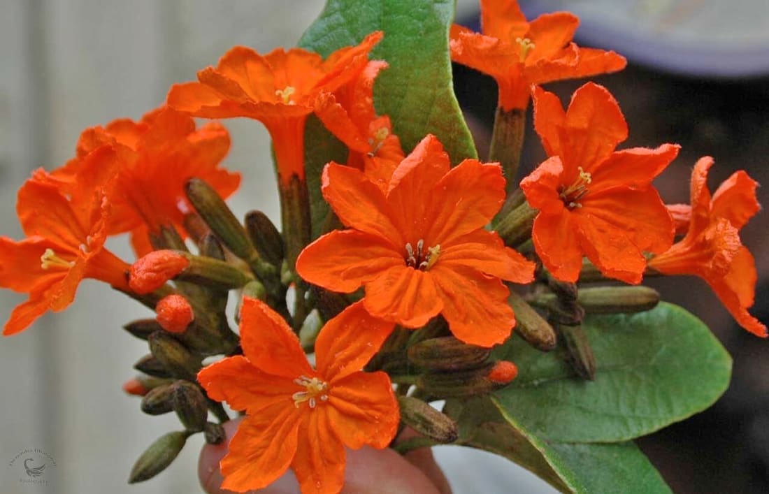 Scarlet Cordia (Cordia sebestena) photographed by Devendra Bhardwaj