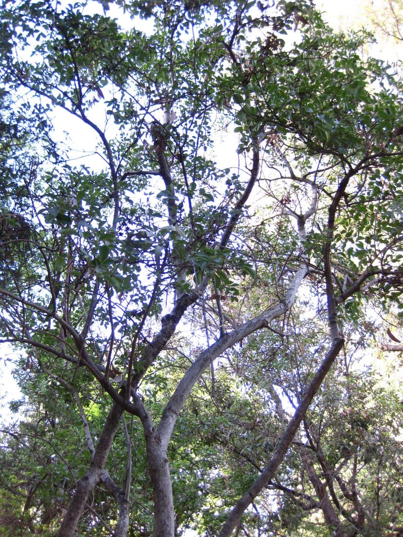 Schrebera swietenioides (Schrebera swietenioides)
