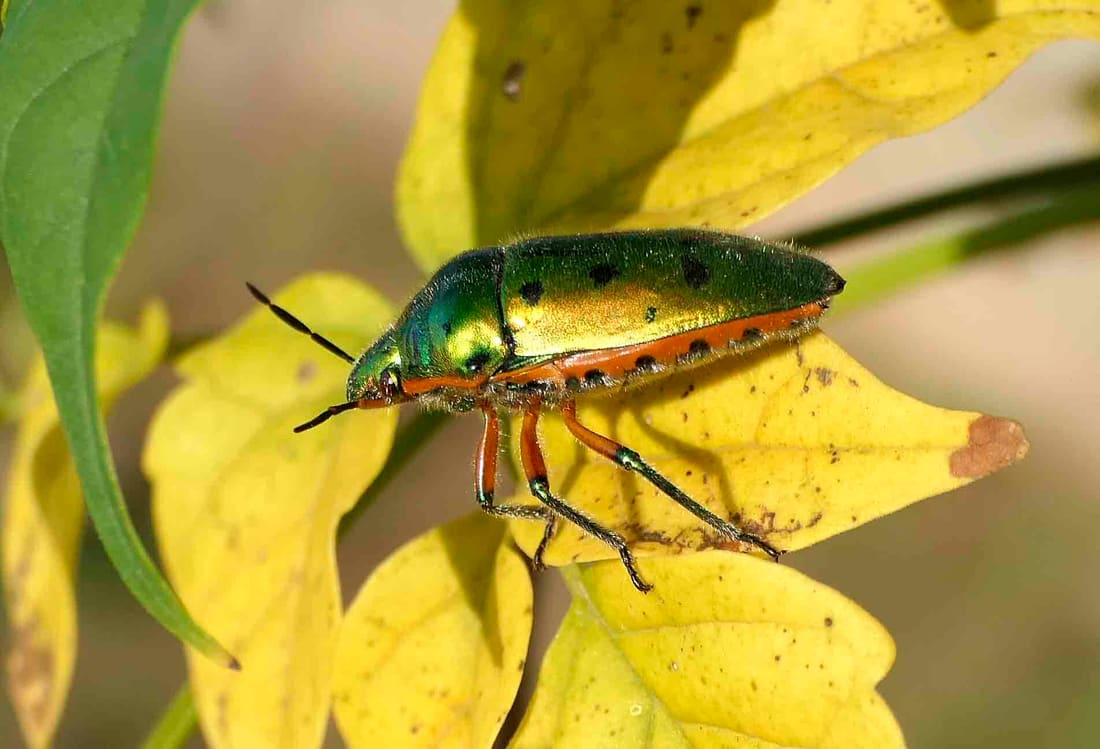 Scutellera perplexa (Scutellera perplexa) photographed by Devendra Bhardwaj