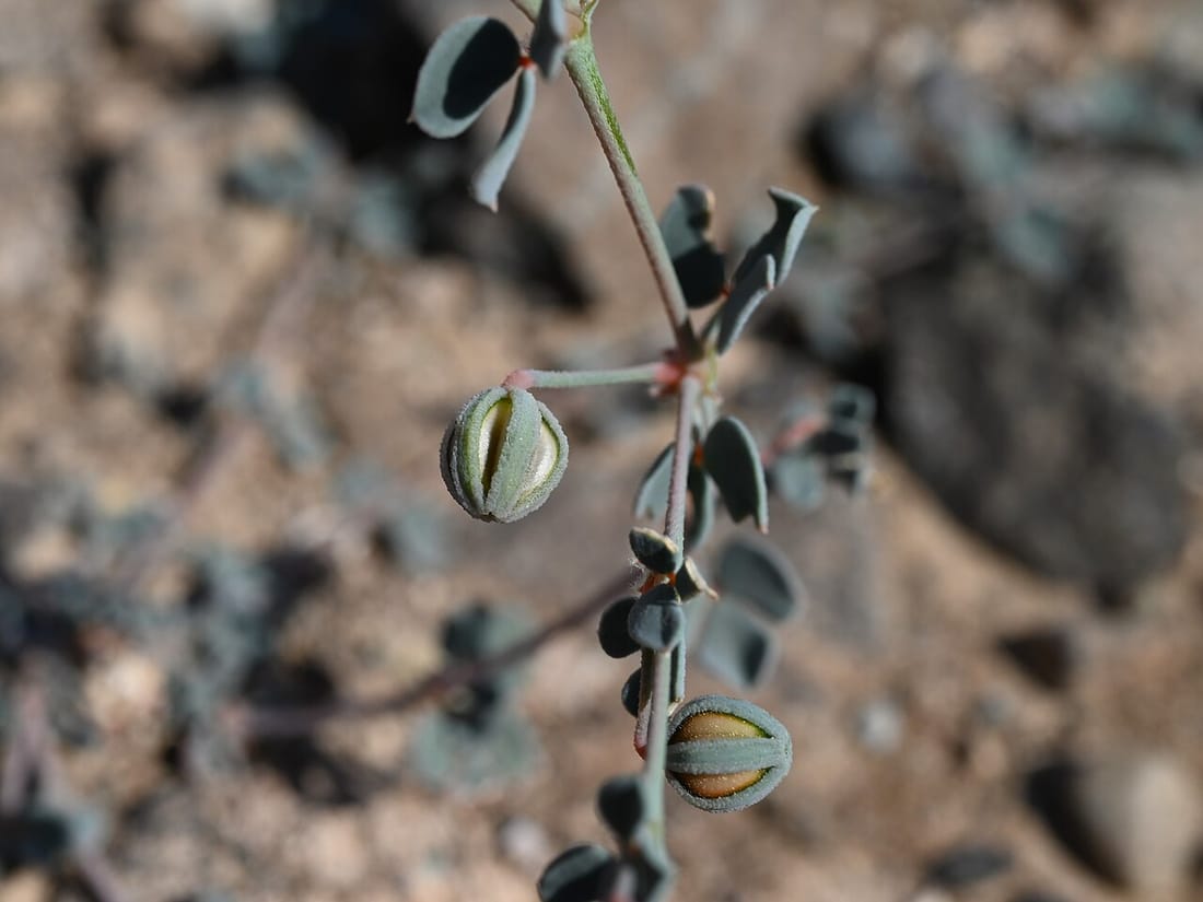 Seetzenia lanata (Seetzenia lanata)