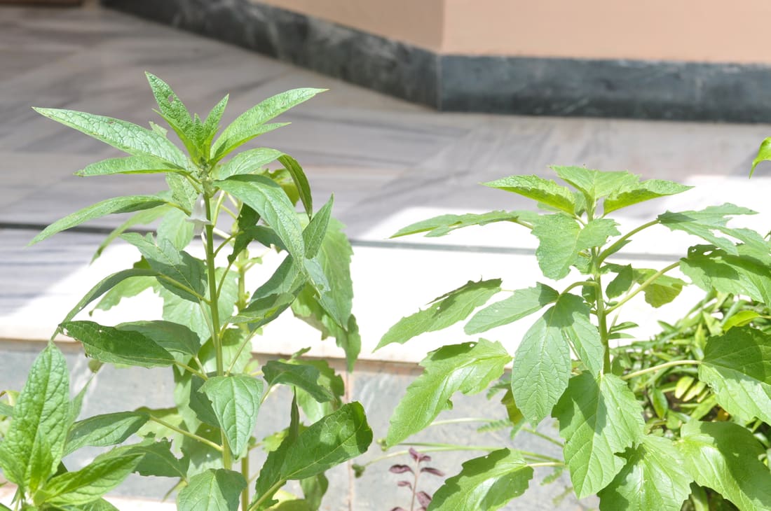 Sesame (Sesamum indicum) photographed by Devendra Bhardwaj