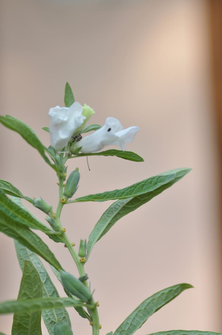 Sesame (Sesamum indicum) photographed by Devendra Bhardwaj